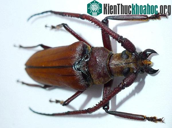 Mẫu chuẩn con đực của loài Aegosoma george Do, 2015 (Ảnh: Đỗ Mạnh Cương)