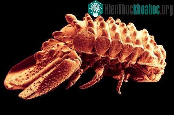 Phát hiện loài sinh vật mới nhiều chân kỳ lạ