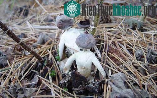 Nấm Geastrum britannicum. (Ảnh: Telegraph)