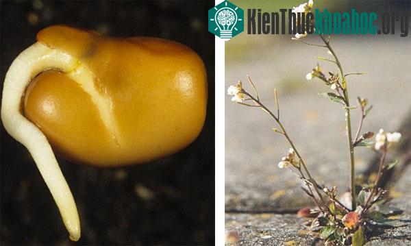 Cây Arabidopsis thaliana