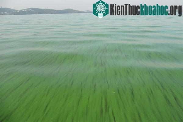 Vi khuẩn tảo đang đe dọa môi trường nước. (Ảnh Live Science)