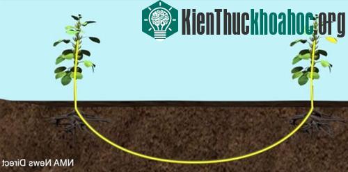 Thực vật “nói chuyện” với nhau nhờ mạng lưới sợi nấm dưới đất. (Ảnh: NMA News Direct)