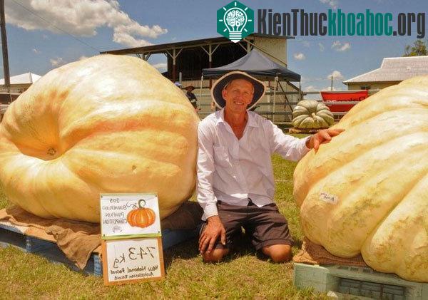 Ông Dale Oliver ngồi bên hai quả bí ngô nặng lần lượt 743kg và 669kg. (Ảnh: Ginny Pike)