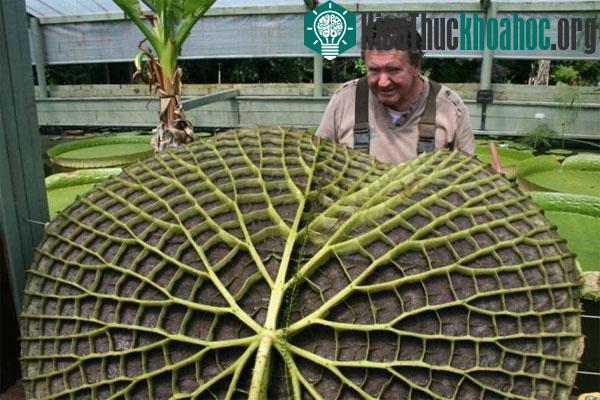 Ông Geoff Cochrane bên chiếc lá khổng lồ. (Ảnh: ABC)