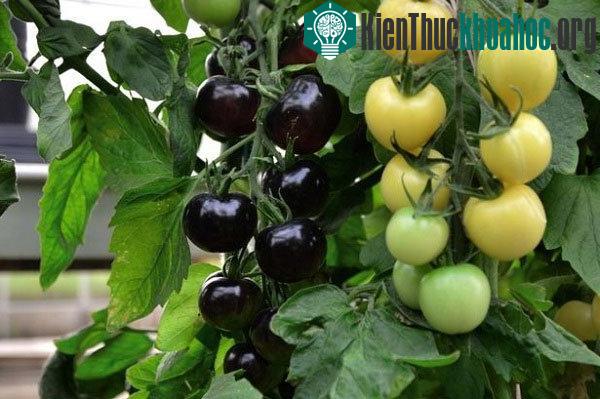 Hai loại quả cà chua màu trắng và đen trên cùng một cây. (Ảnh: SWNS)