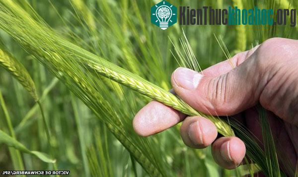 Phát hiện và bảo tồn các loài cây lương thực hoang dã
