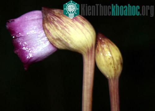Tai đất ấn Aeginetia indica. (Ảnh: Phùng Mỹ Trung