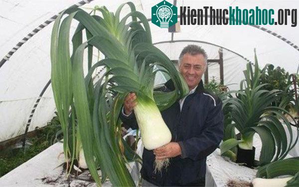 Ông Paul và cây tỏi tây nặng gần 10kg.