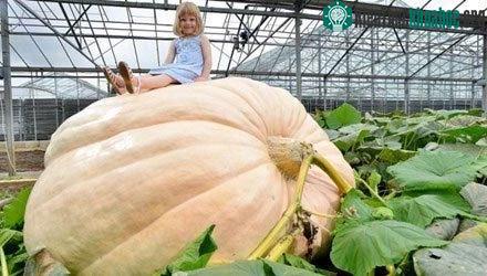 Ông Ian cho biết, họ ước lượng quả bí ngô năm nay nặng hơn 720kg, chu vi hơn 4,8m.