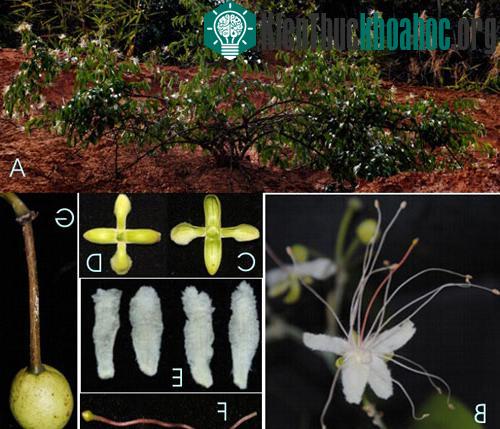 Loài Capparis daknongensis D.T. Sy, (A): dạng sống. (B): hoa. (C-D): vòng đài, mặt trước sau. (E): cặp cánh tràng phía trên, dưới. (F): bầu và cuống bầu. (G): Quả. (Ảnh: VAST)