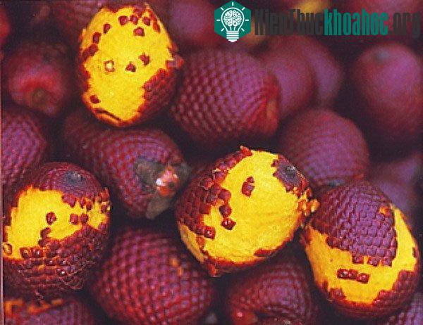 Các loại hoa quả mùa hè "hiếm có khó tìm"