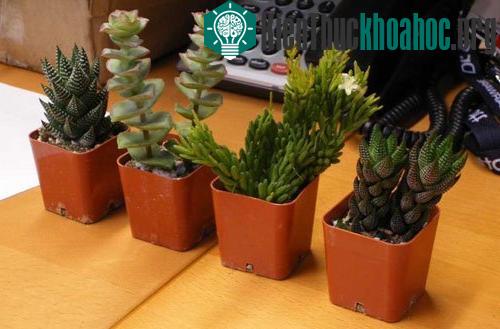 Các môi trường làm việc có nhiều cây xanh sẽ giúp tăng khả năng ghi nhớ, sự tập trung và tăng hiệu quả công việc. (Ảnh minh họa: Flickr)