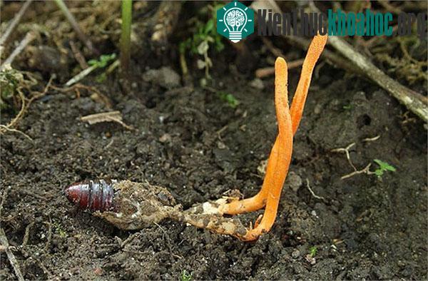 Điều chưa biết về loài "sâu-cỏ" giá bạc tỷ