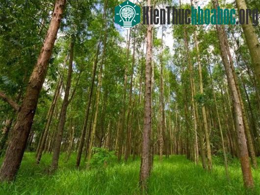 Cây bạch đàn-nguồn nguyên liệu quan trọng để sản xuất giấy và nhiên liệu sinh học. (Nguồn: Science Daily)