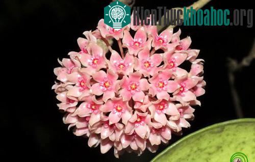 Dạng hoa màu hồng của Cẩm cù hạnh Hoya hanhiae. (Ảnh: NguyễnThuý Hạnh/VnCreatures)
