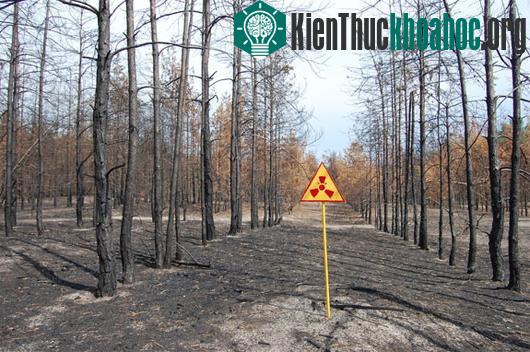 Chernobyl: Rừng cây kỳ lạ 30 năm không phân hủy