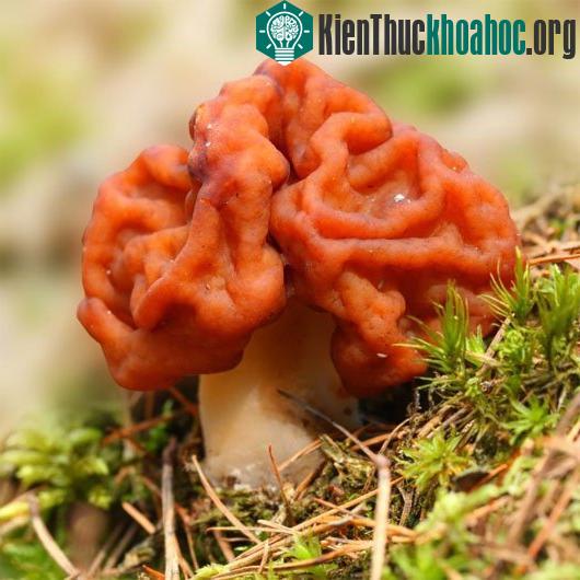 Gyromitra esculenta