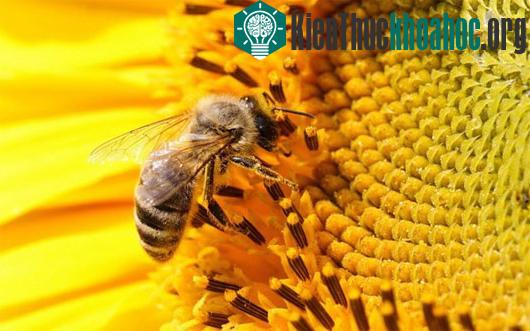 Ong có vai trò quan trọng trong ngành nông nghiệp. (Ảnh: miriadna.com)