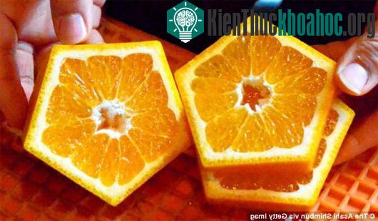 Kỳ lạ những quả cam hình ngũ giác có một không hai