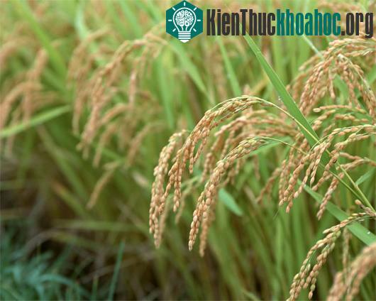 Ảnh:&nbsp;vip-rice.com