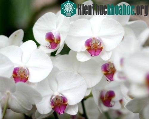 Họ Lan có hơn 20.000 loài hoa (gấp 4 lần so với số lượng loài động vật có vú) và hơn 800 chi hoa trên thế giới. Trong đó, khoảng 2.000 chi thuộc loài Bulbophyllum được tìm thấy ở các rừng mưa nhiệt...