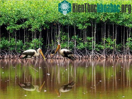 Vườn quốc gia Mũi Cà Mau. (Ảnh: Võ Thanh Trà/TTXVN)