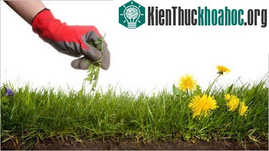 Ảnh:&nbsp;tipnut.com