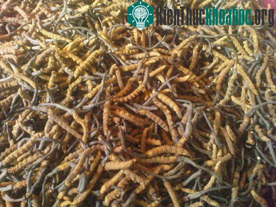 Nấm Yarsagumba có màu vàng nhạt, trông như quả ớt phơi khô