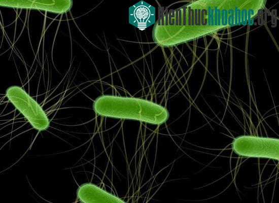 Cơn đại dịch E.coli tại Đức từng khiến giới chuyên gia đau đầu vì không rõ nguyên nhân gây bệnh