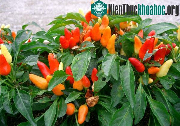 Cây ớt Capsicum annuum.