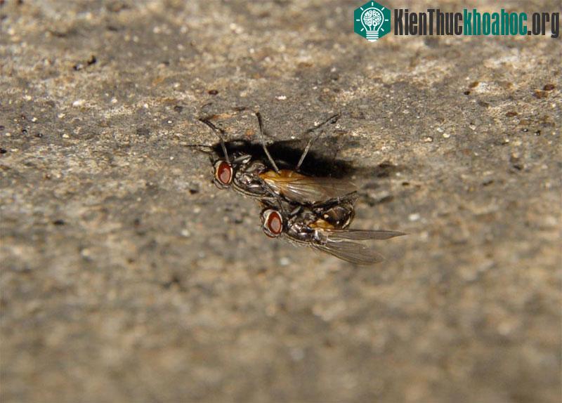 Một cặp ruồi đang giao phối