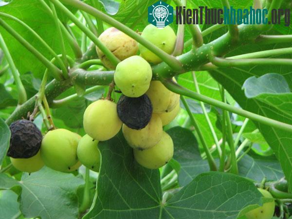 Quả Jatropha