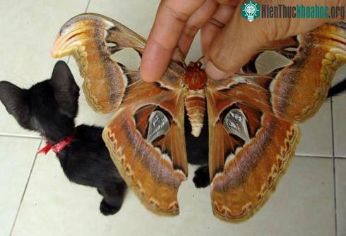 Con bướm chị Tuyết bắt được dài bằng chú mèo.
