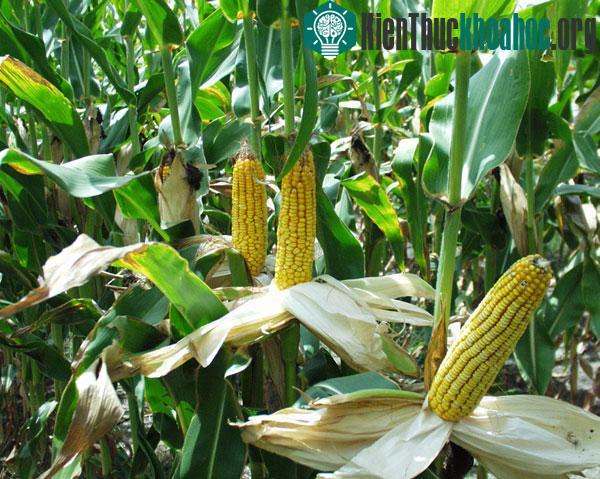 Việt Nam sẽ tiến hành thử nghiệm trồng ngô biến đổi gene trên diện rộng.