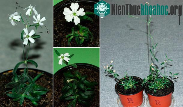 Cây thảo mộc Silene stenophylla