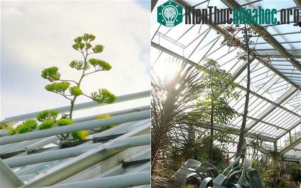 Cây Agave franzosinii ra hoa tại nhà kính ở Kew (Anh)