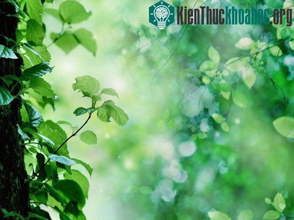 Nghiên cứu mới phát hiện 12 gene thực vật kiểm soát hoạt động các loài hoa vào ban đêm.