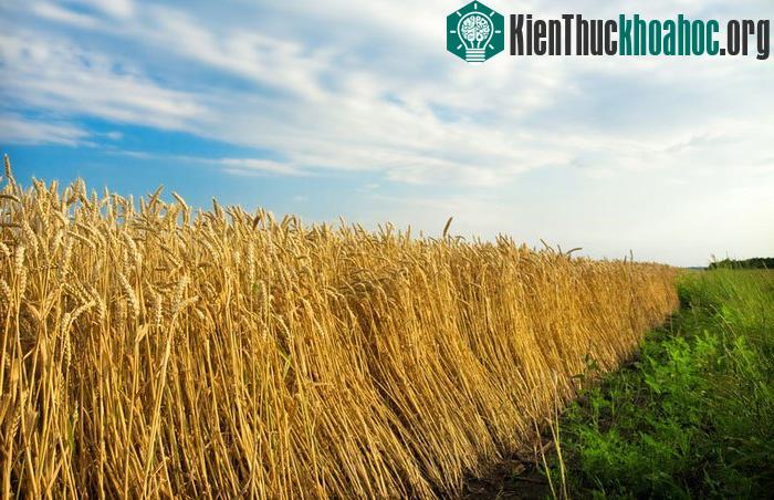Lúa mì “mặn” sẽ giải quyết khủng hoảng thức ăn?