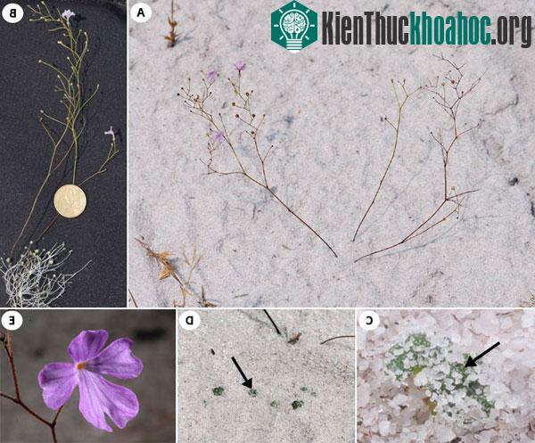 Cây Philcoxia minensis mọc trên cát tại Brazil.