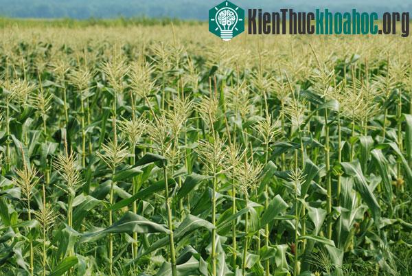 Gene GST có thể kháng được đa bệnh trên lá ngô.