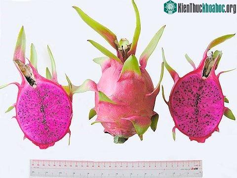 Mẫu quả thanh long ruột tím hồng