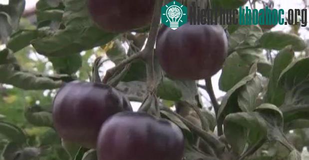 Giống cà chua "Black Galaxy"