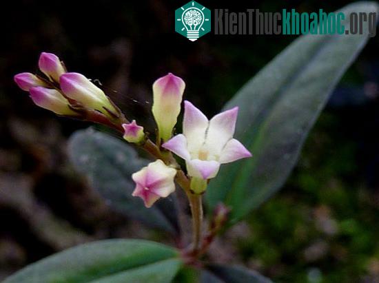 Phát hiện cây tự gieo hạt ở Brazil