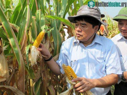 Giống ngô biến đổi gen đang được trồng khảo nghiệm trên diện rộng tại Vĩnh Phúc. (Ảnh: N.H)