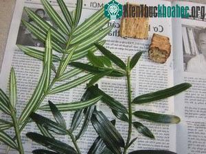 Phát hiện được quần thể cây hạt trần quý hiếm ảnh 0
