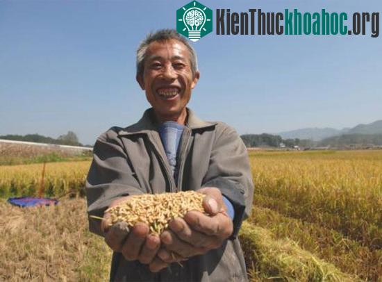 TQ lai tạo thành công giống lúa lai siêu chủng ảnh 0