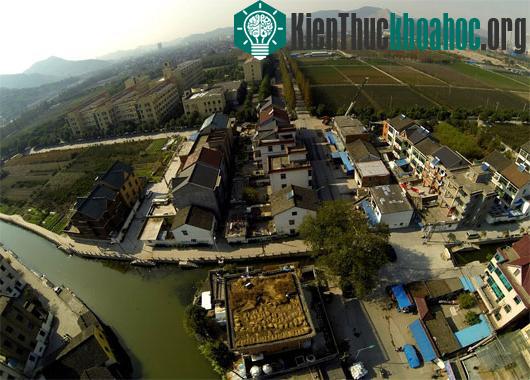 Trồng lúa trên mái nhà&nbsp;