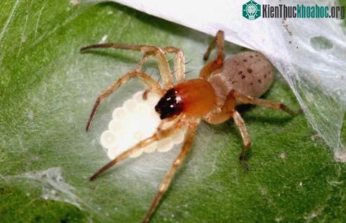 Những lối sống kỳ lạ của loài nhện
