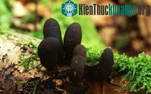 Những loài nấm có hình thù kỳ dị