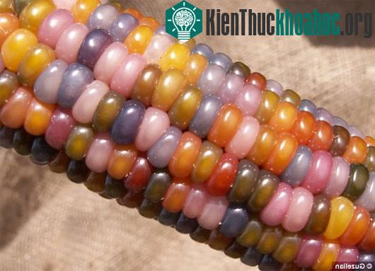 Một bắp ngô Glass Gem có thể cho hạt với hàng chục màu sắc khác nhau